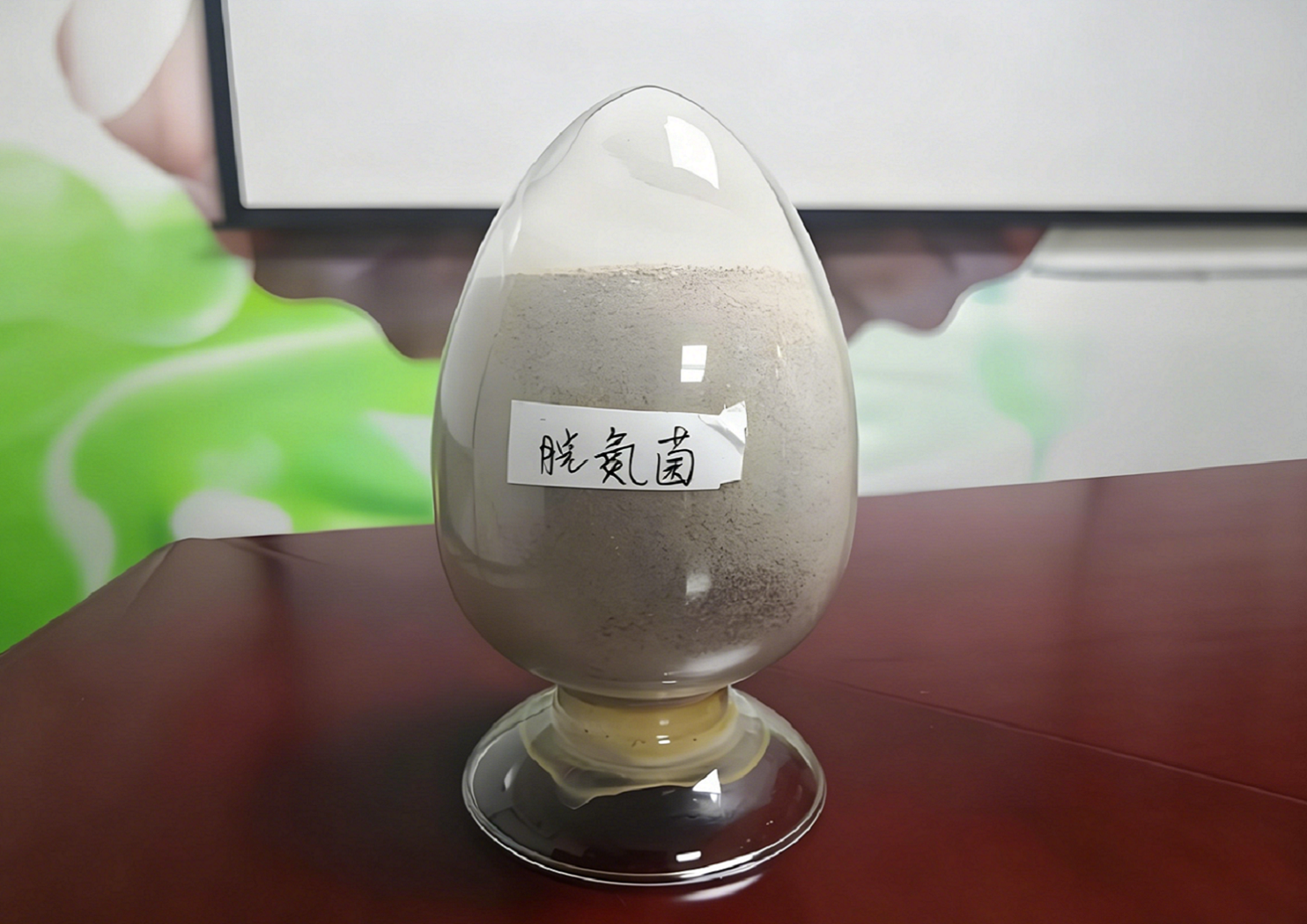 自養(yǎng)型脫氮菌